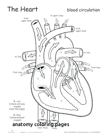 New Coloring Pages: Heart Anatomy Coloring Pages Kids / 70 Best Heart ...