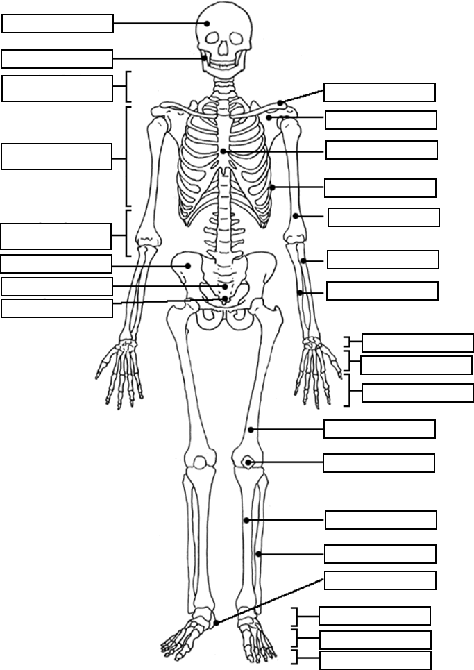683x965 Image Result For Free Human Anatomy Coloring Pages Pdf Human