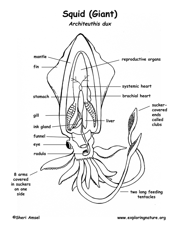 612x792 Squid Anatomy Coloring Page