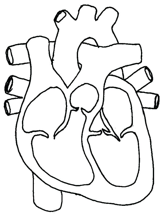 656x864 Heart Anatomy Coloring Pages