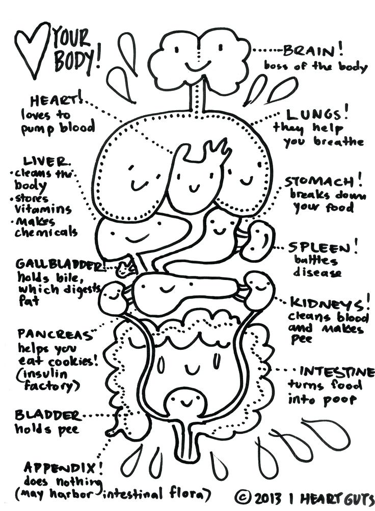 736x1002 Coloring Pages Anatomy Coloring Book For Kids