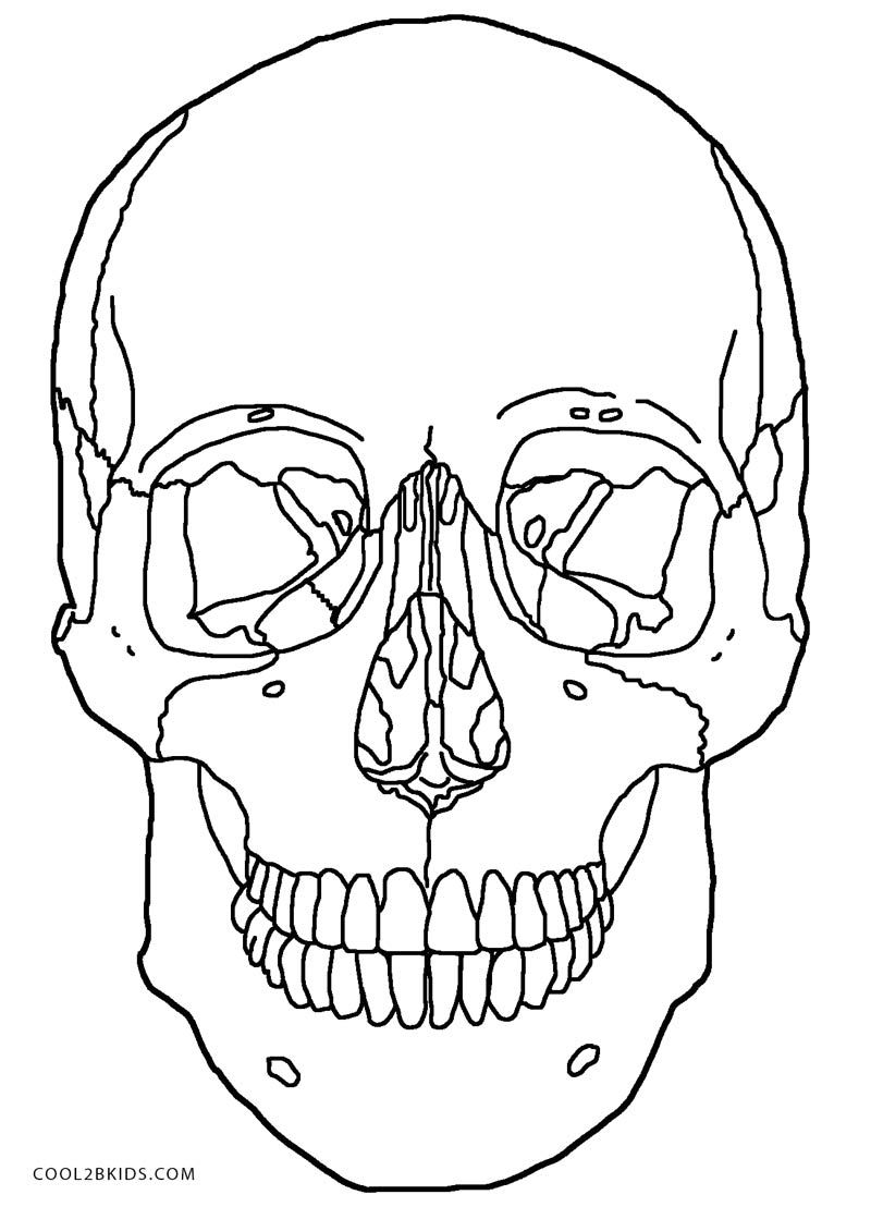 800x1108 Anatomy Skull Coloring Pages Printable Sugar Skulls Coloring