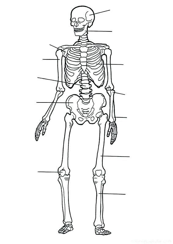 566x800 Anatomy Muscle Coloring Pages Free Printable Anatomy Colouring