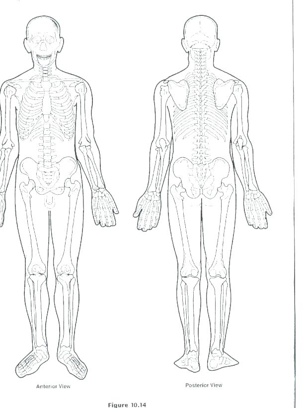 618x821 Excellent Glamorous Body Systems Coloring Pages Online Anatomy