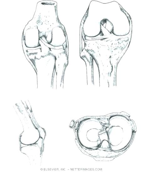 475x550 Anatomy And Physiology Coloring Pages Free Anatomy Coloring Book