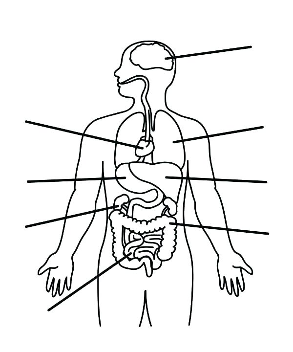 600x720 Anatomy Coloring Page