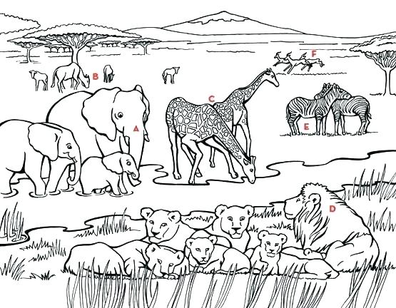 555x432 Coloring Pages African Animals Africa Coloring Pages Packed