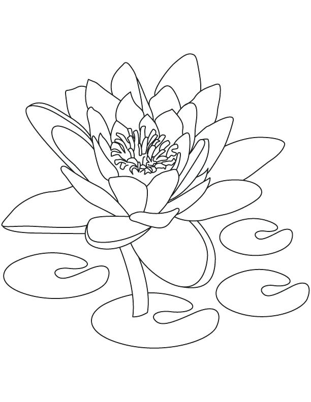 612x792 India Coloring Pages National Flower Of Coloring Page Free