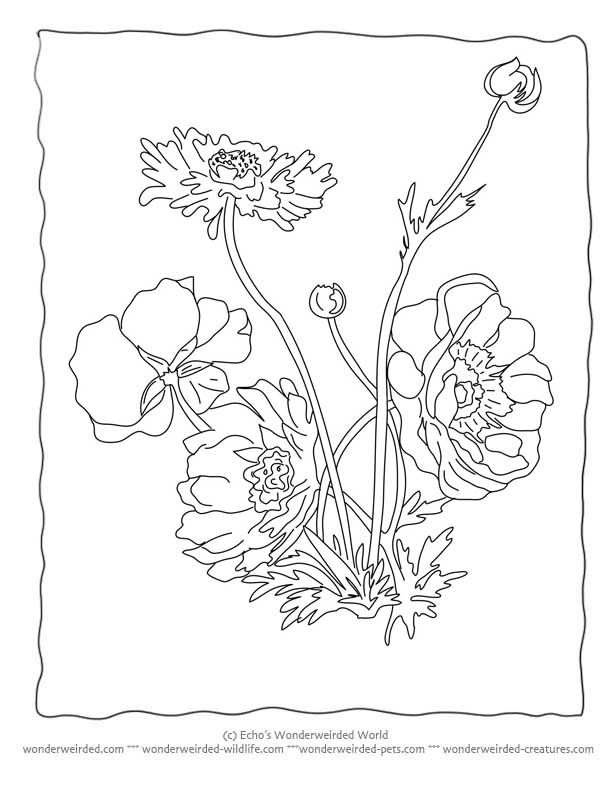612x792 Flower Coloring Sheets Anemone,free Printable Flower Coloring