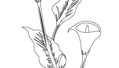 400x230 Unique Chrysanthemum Coloring Pages Design Printable Coloring Sheet