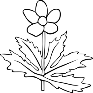 297x298 Canada Anemone Coloring Page Clip Art