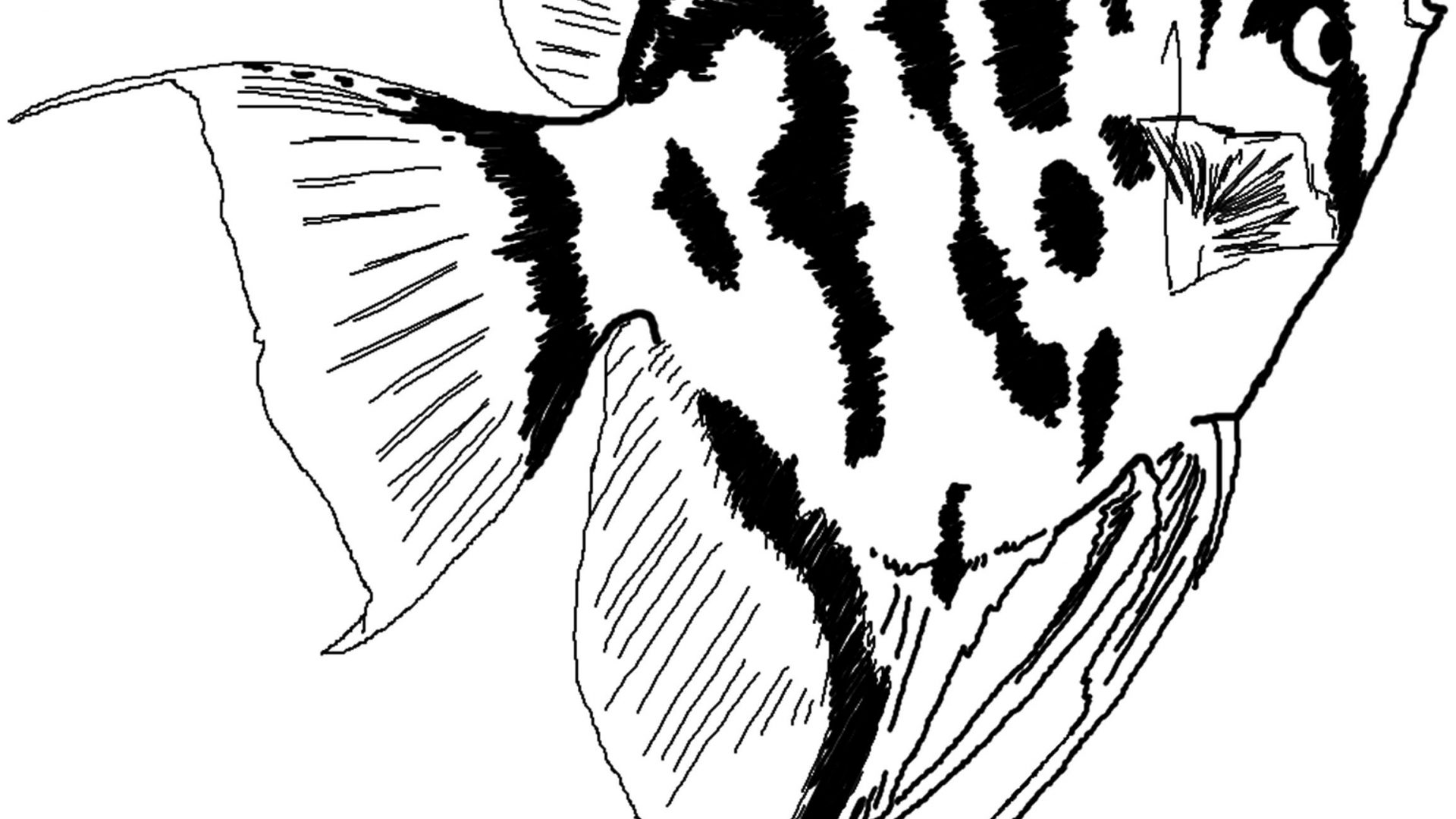 1920x1080 Angelfish Zentangle Coloring Page Imposing Flame Angel For General