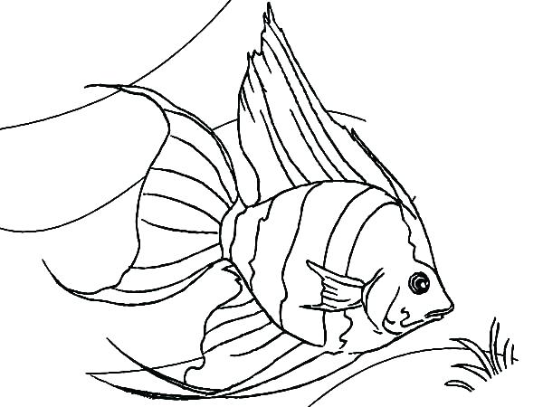600x450 Clown Fish Coloring Page Coloring Page Fish Picturesque Design