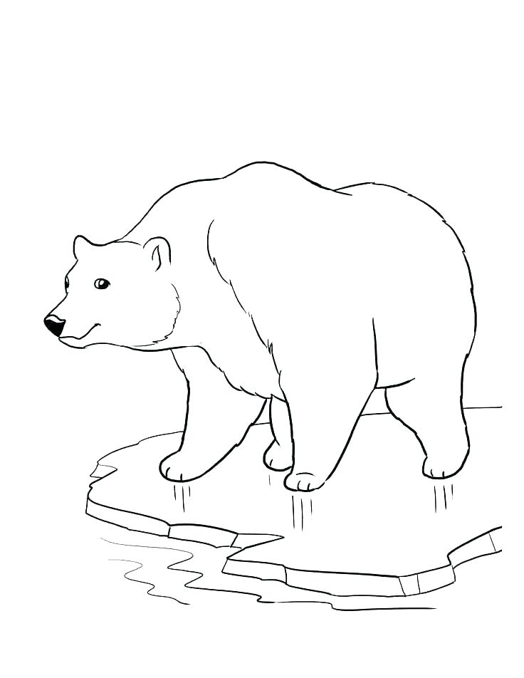 736x952 Bear Coloring Pages Polar Bear Color Page Bear Coloring Pages