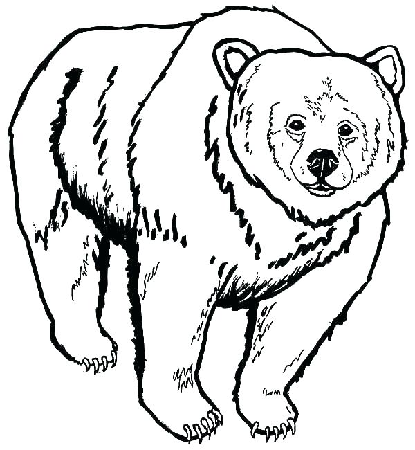 600x650 Grizzly Bear Coloring Pages