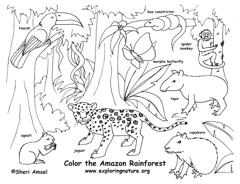 792x607 Forest Animals Coloring Pages Forest Animals Coloring Pages