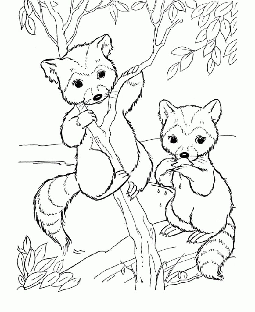 836x1024 New Cute Animal Coloring Pages For Adults Free Raccoon Cartoon
