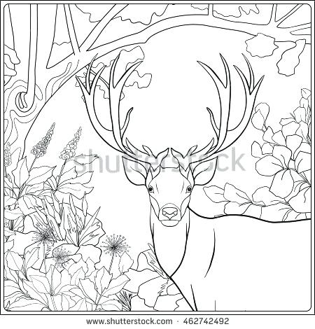 450x470 Forest Coloring Page Coloring Page With Deer In Forest Coloring