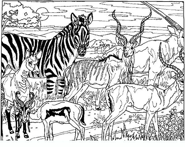 600x478 Zebra Adult Coloring Pages Animal Colouring Pages