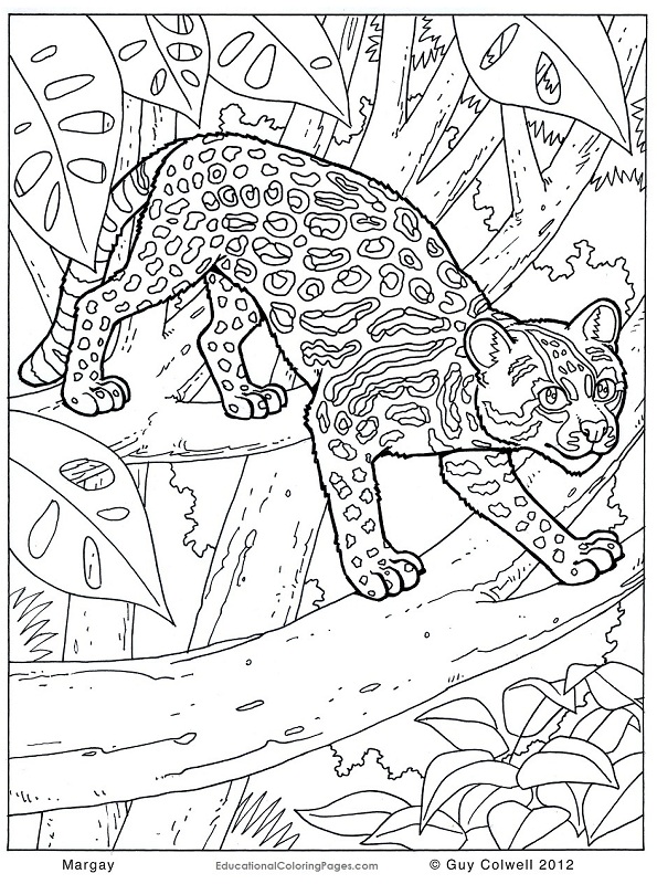 595x800 Safari Animals Coloring Pages