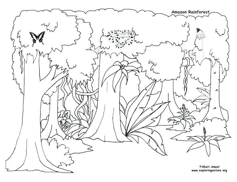 793x612 Animal Habitat Coloring Pages Ocean Habitat Dolphin Coloring Page