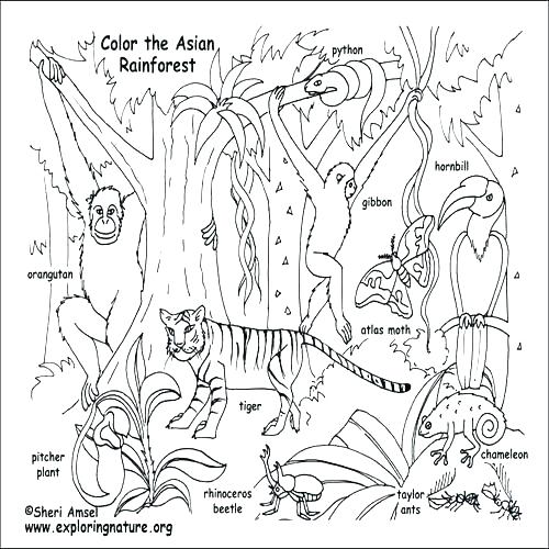 500x500 Animal Habitats Coloring Pages Coloring Pages Of Animals In Their