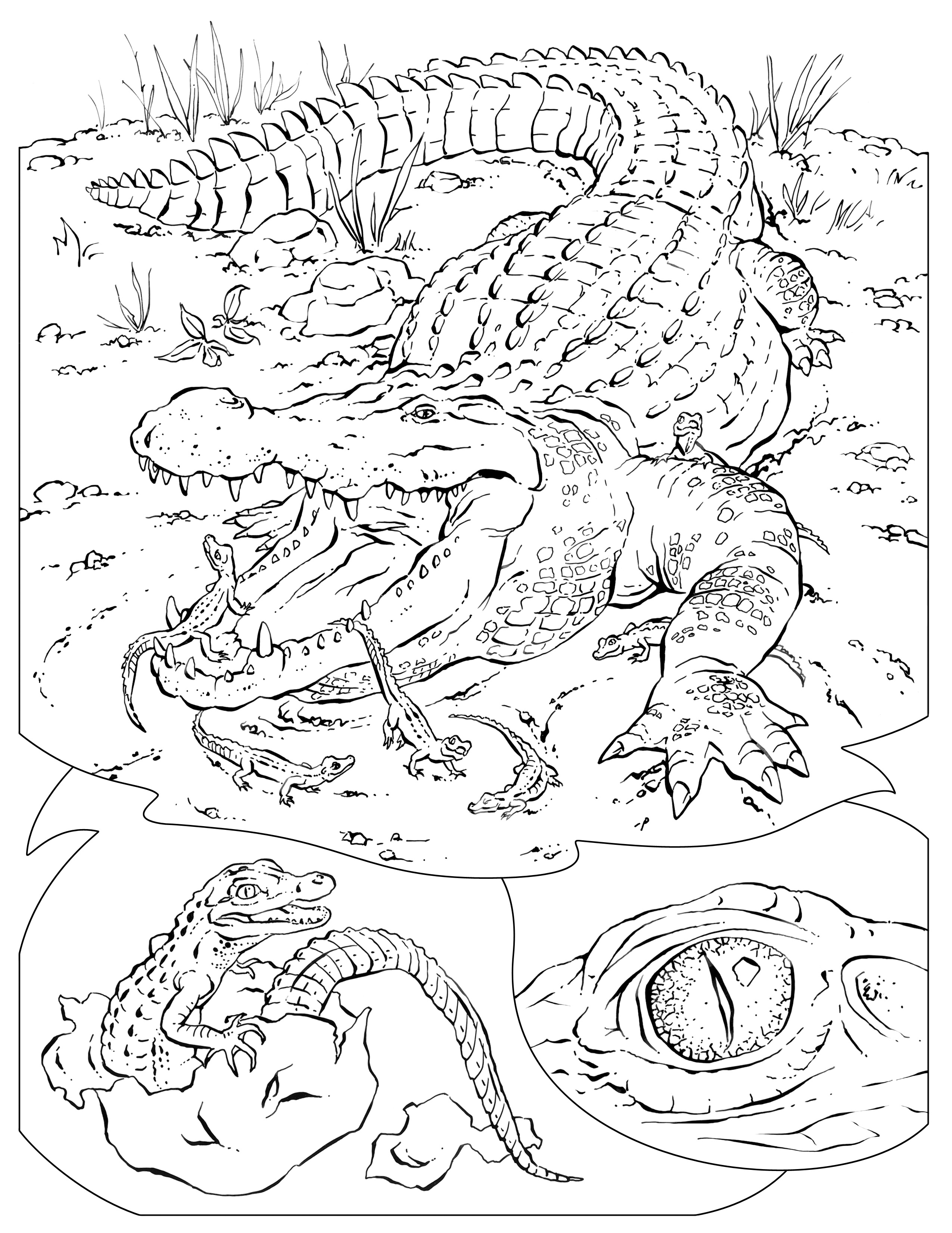 2550x3300 Animal Habitats Coloring Pages To Print