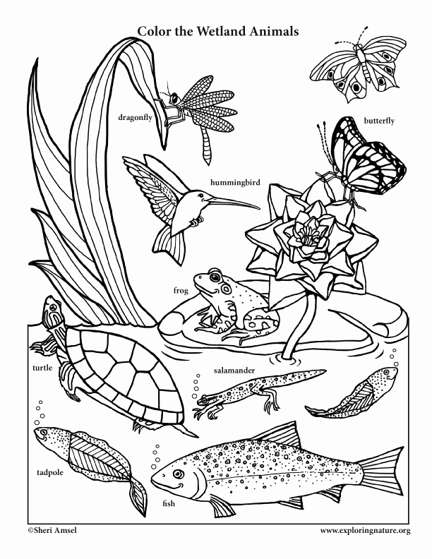612x792 Coloring Pages Of Animals In Their Habitats Best Of Ocean Animal