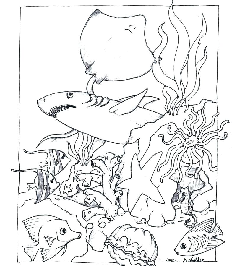 785x900 Free Animal Habitat Coloring Sheets Pages Ocean North Wildlife