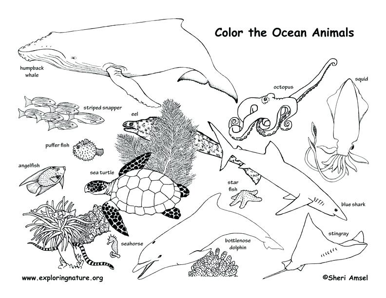 792x612 Fresh Ocean Animals Coloring Pages And Animal Habitat Coloring