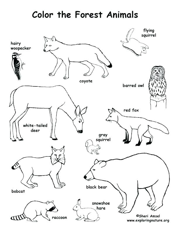 612x792 Ocean Plants Coloring Pages Also Ocean Animals Coloring Pages