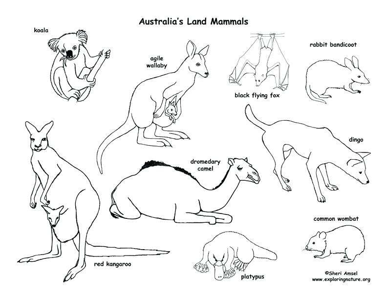 792x612 Desert Animals Coloring Pages Murs