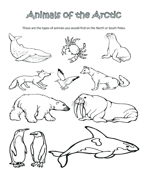618x800 Arctic Coloring Pages Arctic Animal Coloring Pages Arctic Animal