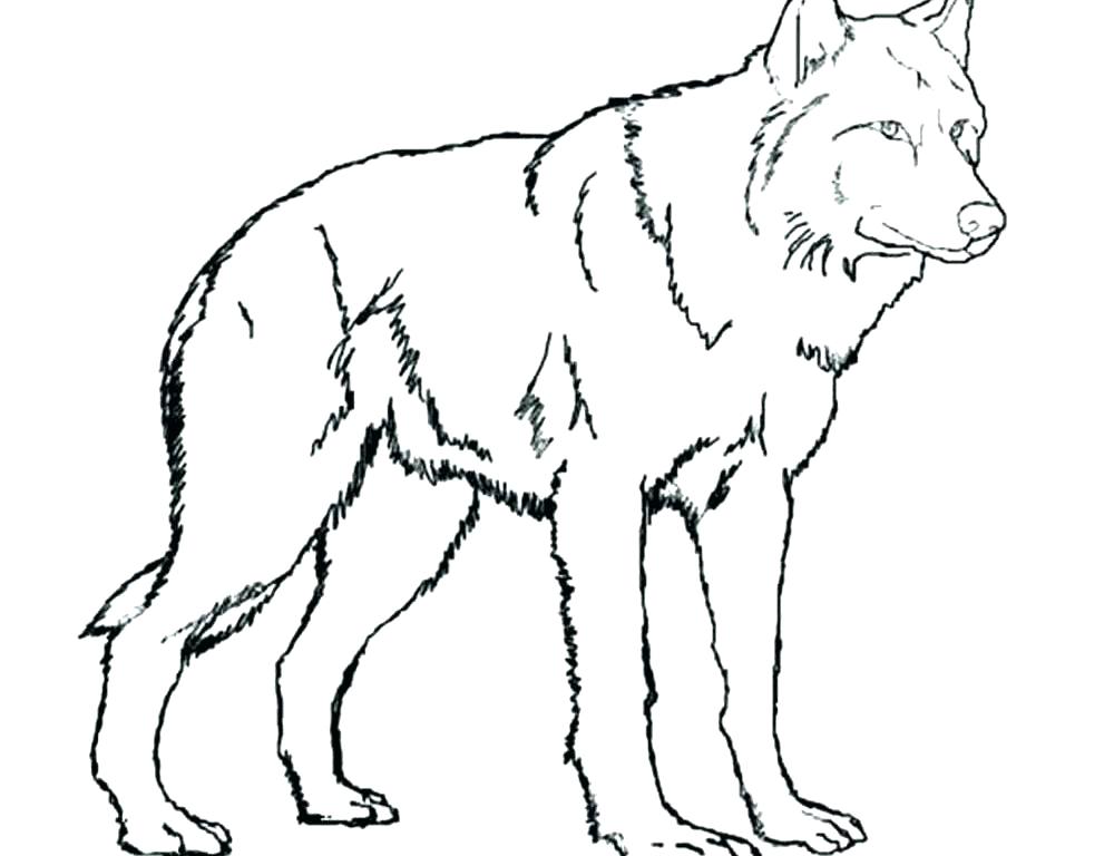 1000x768 Polar Animal Coloring Pages For Arctic Wolf Arctic Animal Polar
