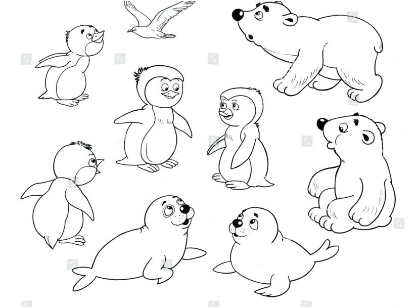 827x609 Arctic Animals Coloring Pages Zoo Animals Coloring Pages Display