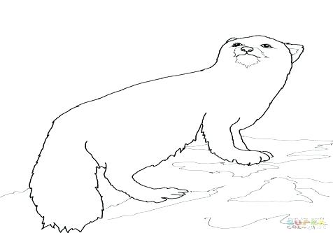 476x333 Arctic Hare Coloring Page Arctic Fox Coloring Page Arctic Fox Hair