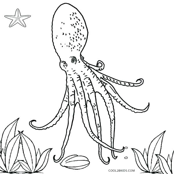 600x600 Coloring Pages Octopus Octopus Coloring Book Coloring Pages
