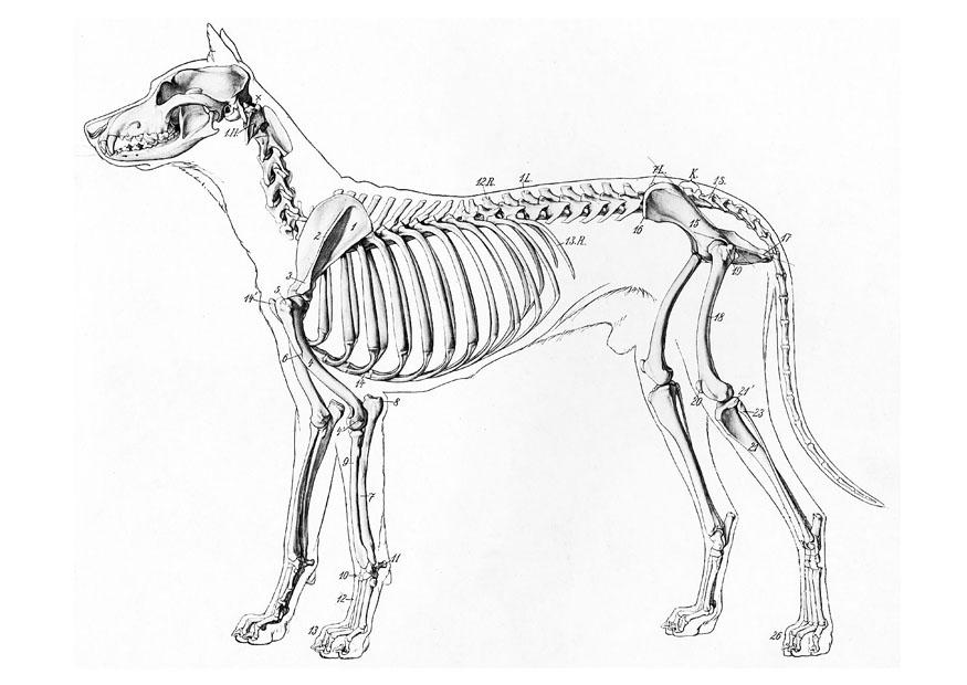 875x620 Coloring Page Dog Skeleton