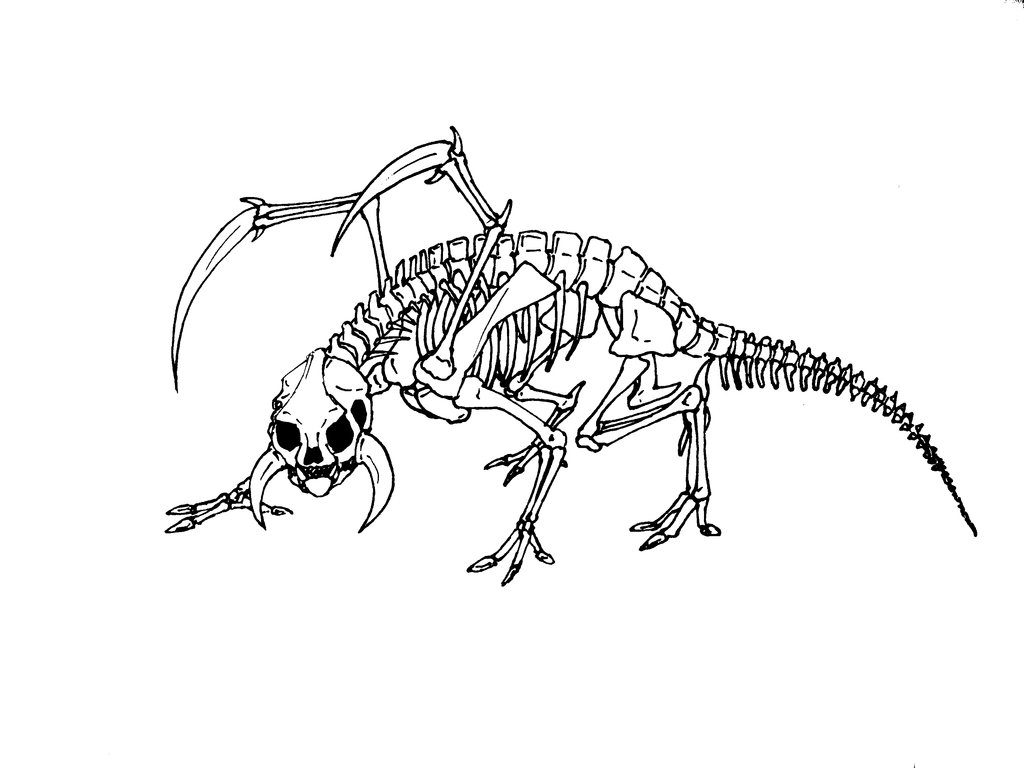 1024x768 Animal Skeleton Coloring Pages Color Bros