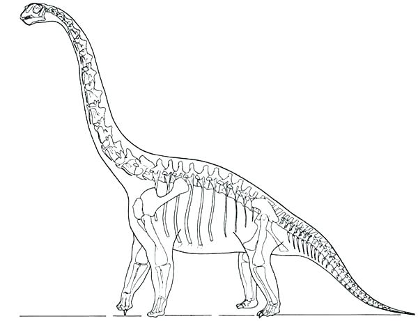 600x461 Modest Dinosaur Bones Coloring Pages Preschool For Sweet Dinosaur