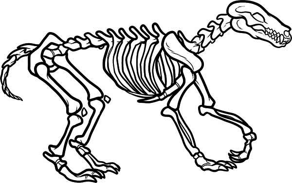 600x377 Awesome Wolf Skeleton Coloring Page