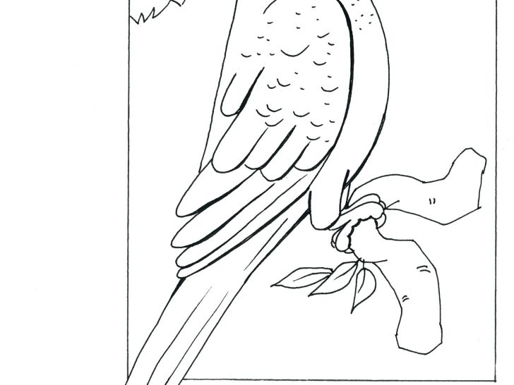 728x546 Parrot Coloring Pages Free Printable Drawing Of A Photos