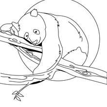 220x220 Cute Panda Coloring Pages