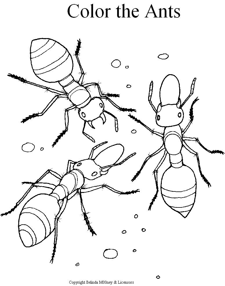 776x983 Ant Coloring Pages Printable For Kids Preschool Ant