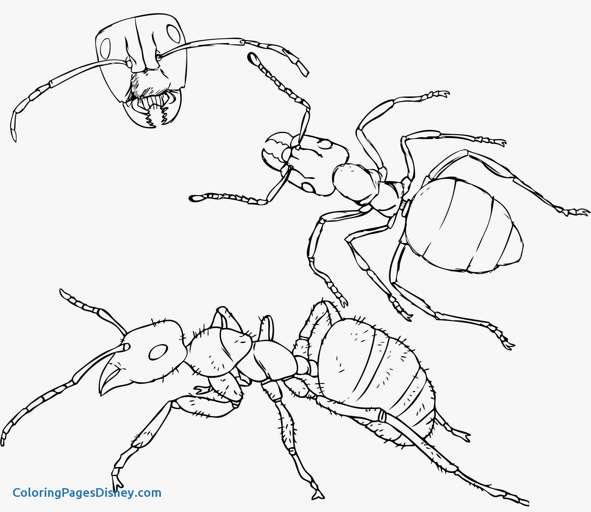 1903x1651 Ants Coloring Pages Inspirational Printable Ant Coloring Pages