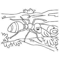 230x230 Top Free Printable Ants Coloring Pages Online