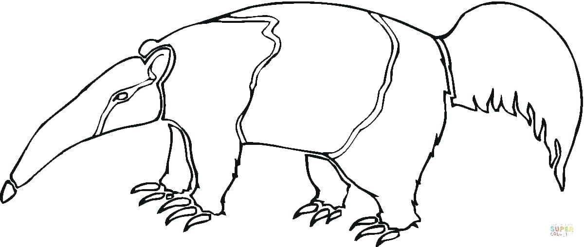 1200x508 Anteater Coloring Page Ant Coloring Pages Good Ant Coloring Page
