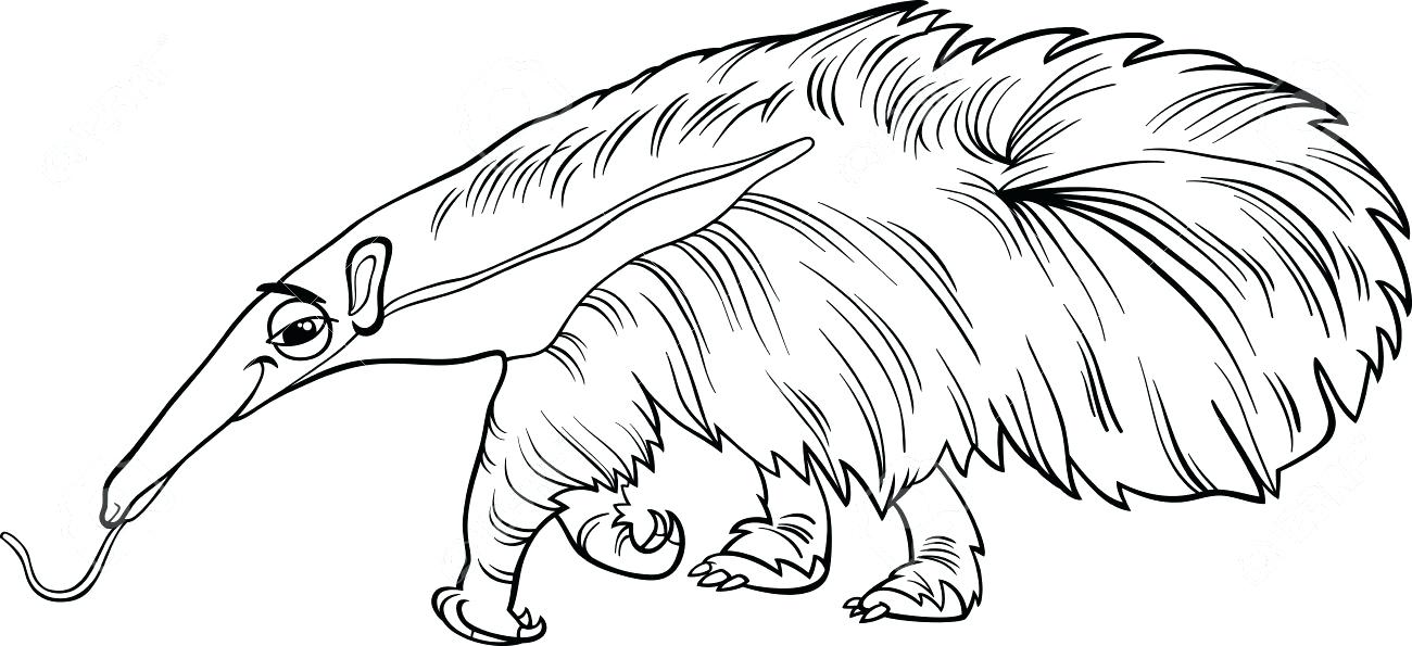 1300x595 Anteater Coloring Page Anteater Black And White Anteater