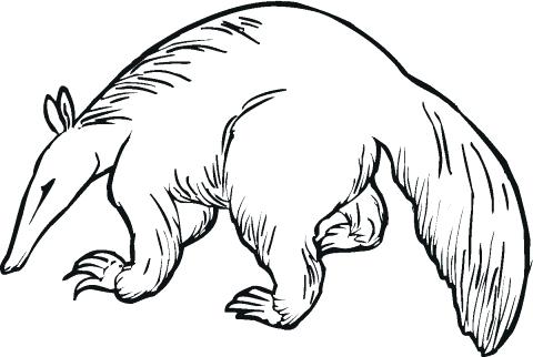 480x322 Anteater Coloring Page Anteater Drawing Giant Anteater Coloring