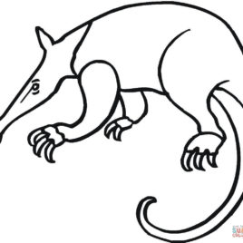 268x268 Giant Anteater Coloring Page Free Printable Coloring Pages